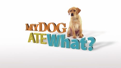 My Dog Ate What?